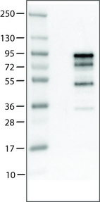 Anti-CHGA Antibody