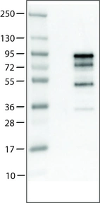 Lane 1: Marker [kDa] _br/_ Lane 2: Negative control (vector only transfected HEK293T lysate) _br/_ Lane 3: CHGA Over-expression Lysate (Co-expressed with a C-terminal myc-DDK tag (~3.1 kDa) in mammalian HEK293T cells, LY400511)