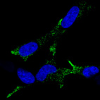 Immunofluorescence staining of SH-SY 5Y cells using the Anti-CHGA monoclonal antibody, showing specific staining in vesicles in green. Microtubule- and nuclear probes are visualized in red and blue, respectively (where available).