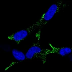 Immunofluorescence staining of SH-SY 5Y cells using the Anti-CHGA monoclonal antibody, showing specific staining in vesicles in green. Microtubule- and nuclear probes are visualized in red and blue, respectively (where available).