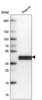 Anti-APOL1 Antibody