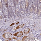 Immunohistochemical staining of human duodenum shows strong positivity in plasma in blood vessels.