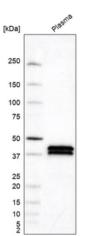 Anti-APOL1 Antibody