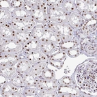 Immunohistochemical staining of human kidney shows strong nuclear positivity in cells in tubules.