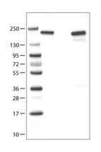 Anti-ATAD2 Antibody