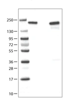 Lane 1: Marker [kDa]_br/_Lane 2: ATAD2 Over-expression Lysate (Co-expressed with a C-terminal myc-DDK tag (~3.1 kDa) in mammalian HEK293T cells, LY415483) _br/_Lane 3: Negative control (vector only transfected HEK293T lysate)_br/_Lane 4: U-251