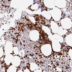 Immunohistochemical staining of human bone marrow shows strong nuclear positivity in hematopoietic cells.