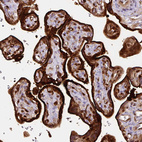 Immunohistochemical staining of human placenta shows strong immunoreactivity in the trophoblastic cells.