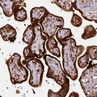 Immunohistochemical staining of human placenta shows strong immunoreactivity in the trophoblastic cells.