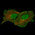Immunofluorescence staining of A549 cells using the Anti-ANXA1 monoclonal antibody, showing specific staining in the nucleus, cytosol and the plasma membrane in green. Microtubule- and nuclear probes are visualized in red and blue, respectively (where available).