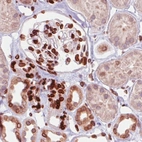 Immunohistochemical staining of human kidney shows strong immunoreactivity in the nuclear membrane in renal glomeruli and tubuli.