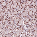 Immunohistochemical staining of human stomach shows strong positivity in the nuclear membrane of glandular cells.
