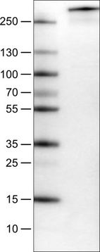 Anti-PCM1 Antibody