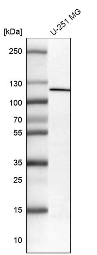 Anti-NLRP3 Antibody