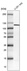 Anti-NLRP3 Antibody