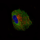 Immunofluorescence staining of U-87 MG cells using the Anti-NLRP3 monoclonal antibody, showing specific staining in the cytosol in green. Microtubule- and nuclear probes are visualized in red and blue, respectively (where available).