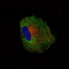 Immunofluorescence staining of U-87 MG cells using the Anti-NLRP3 monoclonal antibody, showing specific staining in the cytosol in green. Microtubule- and nuclear probes are visualized in red and blue, respectively (where available).