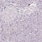 Immunohistochemical staining of human pancreas shows no positivity in glandular cells as expected.