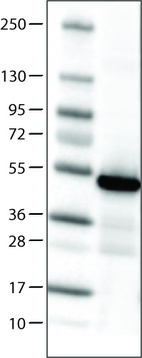 Anti-IDH1 Antibody