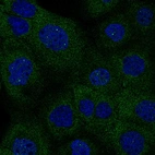 Immunofluorescence staining of A-431 cells using the anti-IDH1 monoclonal antibody, showing specific staining in the cytosol and nuclear bodies in green. Microtubule- and nuclear probes are visualized in red and blue, respectively (where available).