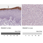 Anti-RNASE7 Antibody