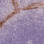 Anti-RNASE7 Antibody