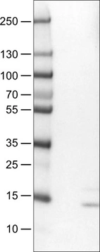Lane 1: Marker [kDa]_br/_Lane 2: Negative control (vector only transfected HEK293T lysate)]_br/_Lane 3: RNASE7 Over-expression Lysate (Co-expressed with a C-terminal myc-DDK tag (~3.1 kDa) in mammalian HEK293T cells, LY410028)