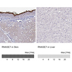 Anti-RNASE7 Antibody