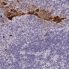 Anti-RNASE7 Antibody