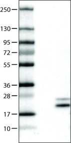 Anti-RNASE7 Antibody