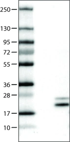 Lane 1: Marker [kDa] _br/_ Lane 2: Negative control (vector only transfected HEK293T lysate) _br/_ Lane 3: RNASE7 Over-expression Lysate (Co-expressed with a C-terminal myc-DDK tag (~3.1 kDa) in mammalian HEK293T cells, LY410028)