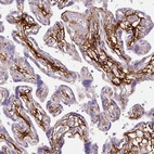 Immunohistochemical staining of human placenta shows strong positivity in extracellular matrix.