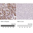 Anti-FBN1 Antibody