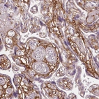 Immunohistochemical staining of human placenta shows strong positivity in the extracellular matrix.