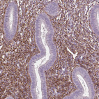 Immunohistochemical staining of human endometrium shows strong positivity in the extracellular matrix.