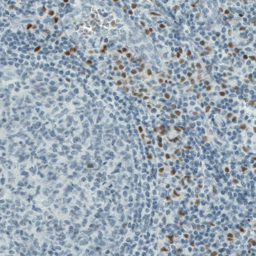 Anti-RUNX2 Antibody