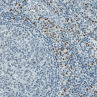 Anti-RUNX2 Antibody