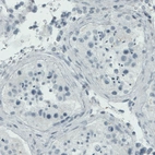 Immunohistochemical staining of human testis shows absence of staining (negative control).