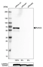 Western blot analysis in U-251MG cells transfected with control siRNA, target specific siRNA probe #1 and #2, using Anti-RUNX2 antibody. Remaining relative intensity is presented. Loading control: Anti-PPIB.
