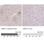 Anti-FABP7 Antibody