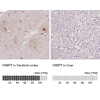 Anti-FABP7 Antibody
