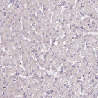 Anti-FABP7 Antibody