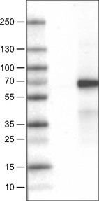 Lane 1: Marker [kDa]_br/_Lane 2: Negative control (vector only transfected HEK293T lysate)_br/_Lane 3: VANGL1 Over-expression Lysate (Co-expressed with a C-terminal myc-DDK tag (~3.1 kDa) in mammalian HEK293T cells, LY403377)