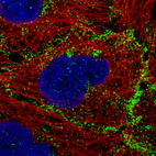 Immunofluorescence staining of A-431 cells using the Anti-VANGL1 monoclonal antibody, showing specific staining of plasma membrane in green. Microtubule- and nuclear probes are visualized in red and blue, respectively (where available).