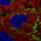 Immunofluorescence staining of A-431 cells using the Anti-VANGL1 monoclonal antibody, showing specific staining of plasma membrane in green. Microtubule- and nuclear probes are visualized in red and blue, respectively (where available).