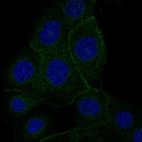 Immunofluorescence staining of A-431 cells using the anti-VANGL1 monoclonal antibody, showing specific staining in the plasma membrane in green. Microtubule- and nuclear probes are visualized in red and blue, respectively (where available).
