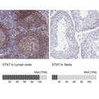 Anti-STX7 Antibody