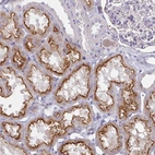 Immunohistochemical staining of human kidney shows strong apical membrane positivity in cells in proximal tubules.