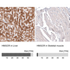 Anti-HMGCR Antibody