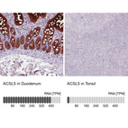 Anti-ACSL5 Antibody